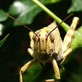 Heuschreckenplage in Ostafrika
