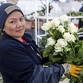 Schenken Sie zum Muttertag faire Rosen!